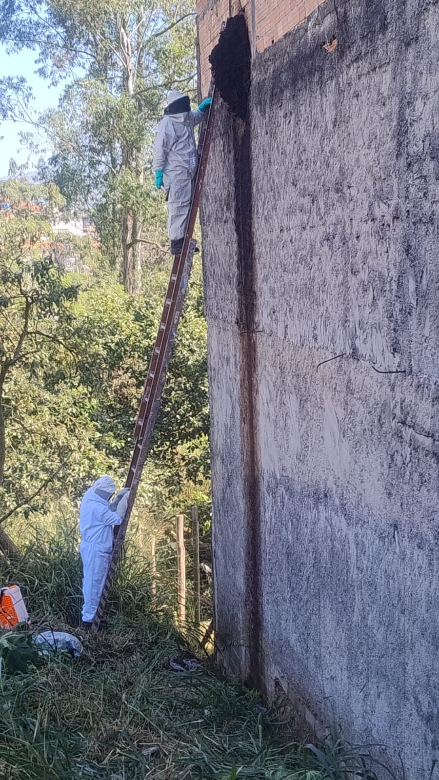 Equipe Liderança SP com EPI completo e escada removendo colmeia em altura